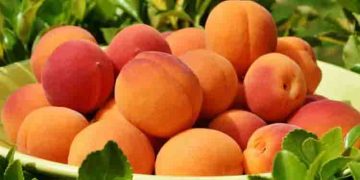 ആപ്രിക്കോട്ടിന്റെ അതിശയിപ്പിക്കുന്ന ഏഴ് ആരോ​ഗ്യ​ഗുണങ്ങൾ