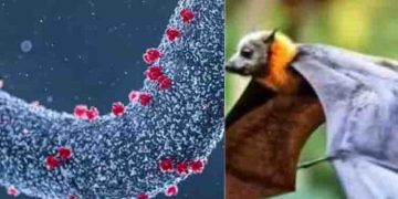 അതീവ മാരകം, മാര്‍ബര്‍ഗ് വൈറസ് ബാധിച്ച് റുവാണ്ടയിൽ ആറ് ആരോഗ്യ പ്രവർത്തകർ മരിച്ചു