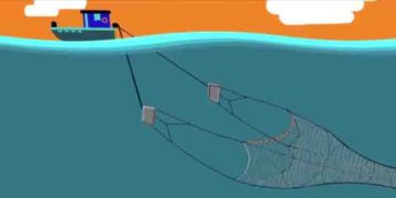 ടെഡ് അഥവാ ടർട്ടിൽ എക്സ്ക്ലൂഡർ ഡിവൈസ്; എന്തിനാണ് ഇത് പശ്ചിമേഷ്യൻ തീരത്ത് നിര്‍ബന്ധമാക്കുന്നതെന്ന് ബോട്ടുടമകൾ