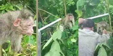 കുരങ്ങന്‍റെ കഴുത്ത് കമ്പി വേലിയിൽ കുടുങ്ങി; മരണ വെപ്രാളത്തിൽ പിടഞ്ഞു, കമ്പി വേലി മുറിച്ച് രക്ഷപ്പെടുത്തി