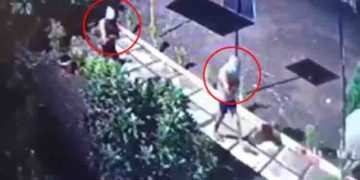 ആയുധങ്ങളുമായി എത്തുന്ന ‘അണ്ടർവെയർ ഗ്യാംഗ്’, അടിച്ചുമാറ്റിയത് സ്വർണവും വാഴക്കുലയും, ഭീതിയിൽ ജനം