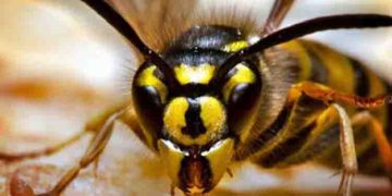 പക്ഷികൾ കൂട് തകർത്തു, കടന്നൽ കലി തീർത്തത് തൊഴിലാളികളോട്, 20 പേർക്ക് പരിക്ക്, 2 പേര്‍ ഗുരുതരാവസ്ഥയില്‍