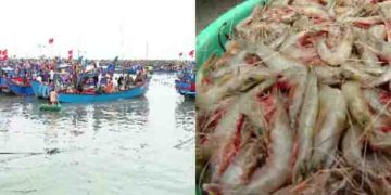 അമേരിക്കയുടെ വിലക്ക്, ജപ്പാനും ചൈനയും യൂറോപ്യൻ യൂണിയനും വില കുറച്ചു, ചെമ്മീൻ കയറ്റുമതി കടുത്ത പ്രതിസന്ധിയിൽ