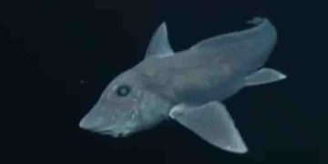 ഇരതേടുന്നത് സെൻസറുകളുടെ സഹായത്തിൽ, ശൽക്കമില്ലാത്ത ശരീരം, വീണ്ടും പ്രേതസ്രാവിനെ കണ്ടെത്തി ഗവേഷകർ