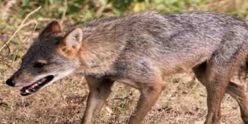 ആദ്യം ചെന്നായകൾ പിന്നാലെ കുറുനരികൾ, ആക്രമണം പതിവ്, തിരിച്ചാക്രമിച്ച് ജനം, യുപിയിൽ കുറുനരിയെ തല്ലിക്കൊന്നു