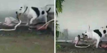 മുറ്റത്ത് കളിച്ചുകൊണ്ടിരുന്ന കുട്ടികൾക്ക് സമീപം രാജവെമ്പാല; തുടൽ പൊട്ടിച്ച് ഓടിവന്ന് കടിച്ചുകുടഞ്ഞ് പിറ്റ് ബുൾ