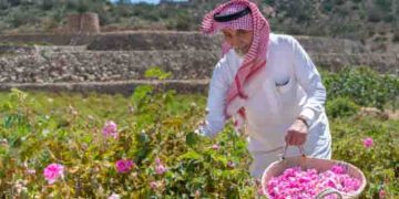 സൗദിയിൽ ഇനി റോസാപ്പൂ കൃഷി സ്വദേശികൾക്ക് മാത്രം