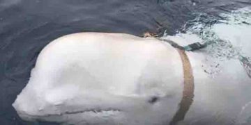 റഷ്യൻ ചാര തിമിംഗലത്തെ കൊന്നത് മരത്തടി, വെടിയേറ്റെന്ന ആരോപണം തള്ളി പോസ്റ്റുമോർട്ടം റിപ്പോർട്ട്