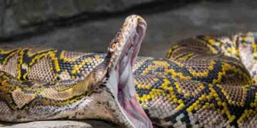 64കാരി പെരുമ്പാമ്പിന്റെ പിടിയിലമർന്നത് രണ്ട് മണിക്കൂർ; ഒടുവിൽ ജീവിതത്തിലേക്ക്