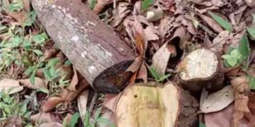 ‘പണിയെടുത്തത് പാഴ്’, വയനാട്ടിൽ കാട്ടിൽ കയറി വെട്ടിയത് കാതലില്ലാത്ത ചന്ദനമരങ്ങൾ, ഉപേക്ഷിച്ച് മുങ്ങി മോഷ്ടാക്കൾ