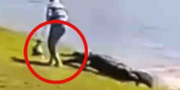 നായയുമായി നടക്കാനിറങ്ങി; ശബ്ദം കേട്ട് തിരിഞ്ഞ് നോക്കിയ സ്ത്രീ കണ്ടത് കാലിൽ കടിച്ച മുതലയെ; സംഭവം ഫ്ലോറിഡയിൽ