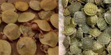 ബാഗിൽ 4986 ചെഞ്ചെവിയൻ കടലാമകൾ, പിടികൂടിയത് രഹസ്യ വിവരത്തെ തുടർന്ന് വിമാനത്താവളത്തിൽ നടത്തിയ പരിശോധനയിൽ