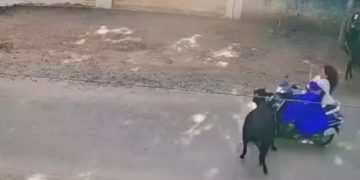 റോഡിനു കുറുകെ ചാടിയ പശു സ്‌കൂട്ടറില്‍ ഇടിച്ചു, തെറിച്ചു വീണ കോളേജ് വിദ്യാർത്ഥിക്ക് ഗുരുതര പരിക്ക്