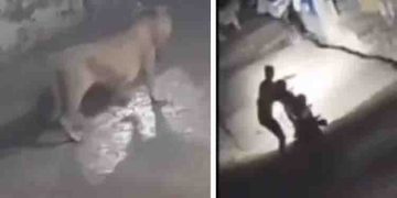 രാത്രിയില്‍ തെരുവിലൂടെ ബൈക്കില്‍ പേകവെ തൊട്ട് മുന്നില്‍ സിംഹം; ഭയപ്പെടുത്തുന്ന ദൃശ്യങ്ങള്‍ വൈറല്‍