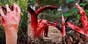 ചോരയൊലിക്കുന്ന ‘ചെകുത്താൻ കൈവിരൽ’ അഴുകിയ ജഡത്തിന്‍റെ ഗന്ധം, കണ്ടാൽ ഭയപ്പെടരുത്; അപൂർവ്വമെന്ന് മുന്നറിയിപ്പ്