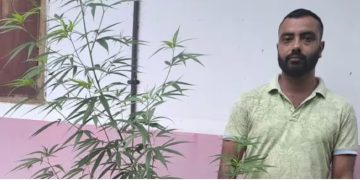 വീടിന് പിന്നിൽ ഒരാൾ പൊക്കത്തിൽ കഞ്ചാവ് ചെടി, പാൻ്റിൻ്റെ പോക്കറ്റിലും കഞ്ചാവ്; യുവാവിനെതിരെ കേസെടുത്തു