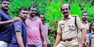 അട്ടപ്പാടിയിലെ മലയിടുക്കിൽ കഞ്ചാവ് കൃഷി; 9 തടങ്ങളിലായി നട്ടുവളർത്തിയത് 71 ചെടികൾ, വെട്ടി നശിപ്പിച്ച് എക്സൈസ്