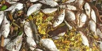 അഷ്ടമുടി കായലിൽ മത്സ്യങ്ങൾ കൂട്ടത്തോടെ ചത്തുപൊങ്ങി