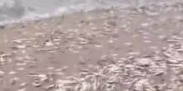 ത്വാഹാ പള്ളി ബീച്ചിലേക്ക് കൂട്ടമായെത്തി ചാളമീനുകൾ, വാരിയെടുക്കാൻ നാട്ടുകാരും