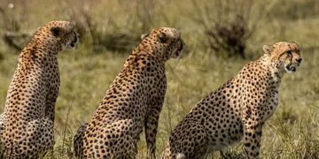 ചെള്ള് ശല്യം; വലഞ്ഞ് ആശയുടേയും ഗാമിനിയുടേയും കുഞ്ഞുങ്ങൾ, നടപടിയെടുക്കാൻ വെല്ലുവിളികൾ ഏറെയെന്ന് അധികൃതർ