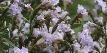 ചതുരംഗപ്പാറ മലനിരകളിൽ കുറിഞ്ഞി വസന്തം; പൂവിട്ടത് മലമുകളിൽ