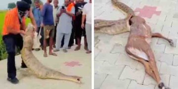 പെരുമ്പാമ്പ് വിഴുങ്ങിയ നീൽഗായ് മാന്‍കുട്ടിയെ, രക്ഷപ്പെടുത്താന്‍ നാട്ടുകാർ; വിമർശനവുമായി സോഷ്യല്‍ മീഡിയ