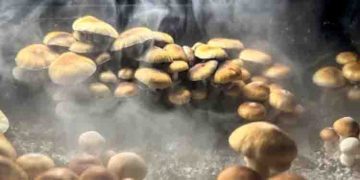 മാജിക് മഷ്റൂം കഴിച്ച് വിഭ്രാന്തി; കോടാലി ഉപയോഗിച്ച് ജനനേന്ദ്രിയം മുറിച്ച് നീക്കി 37 കാരനായ ഓസ്ട്രിയൻ യുവാവ്