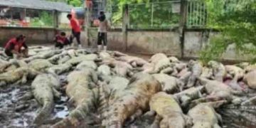 ജന സുരക്ഷയ്ക്കായി ഫാം ഉടമ 125 മുതലകളെ കൊന്നൊടുക്കി