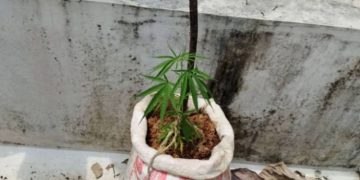 അയൽവാസിയുടെ പരാതി കേട്ട് പരിശോധനയ്ക്കെത്തിയ പഞ്ചായത്ത് ഉദ്യോഗസ്ഥർ കണ്ടെത്തിയത് ടെറസിൽ ചാക്കുകളിലെ കഞ്ചാവ് കൃഷി