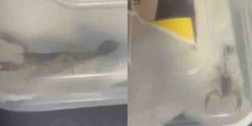 പാഴ്സൽ തുറന്നതേ ഓർമ്മയുള്ളൂ, പേടിച്ച് അലറിക്കരഞ്ഞുകൊണ്ടോടി വിദ്യാർത്ഥിനി