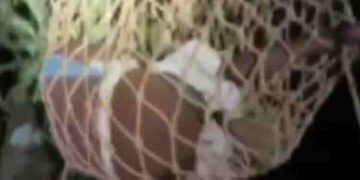 രാത്രിയില്‍ 50 അടി ഉയരമുള്ള പ്ലാവില്‍ വലിഞ്ഞുകയറിയ ശേഷം ആത്മഹത്യാ ഭീഷണി; യുവാവിനെ താഴെയിറക്കി അഗ്നിരക്ഷാ സേന