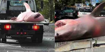 വായിൽ നിന്ന് രക്തം വരുന്ന നിലയിൽ തീരത്തേക്ക് എത്തിയത് പൂർണവളർച്ചയെത്തിയ മാംസാഹാരി, ഭയന്ന് ആളുകൾ