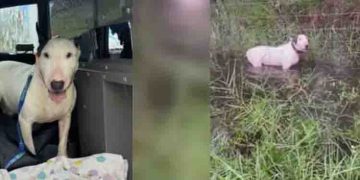 കഴുത്തോളം വെള്ളത്തിൽ രക്ഷപ്പെടാൻ പോലുമാകാതെ കെട്ടിയിട്ട നിലയിൽ നായ, ഉടമ അറസ്റ്റിൽ