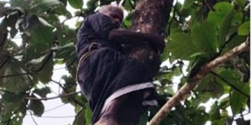 ആത്മഹത്യ ഭീഷണിയുമായി മരത്തിൽ കയറി മധ്യ വയസ്കന്‍, അനുനയിപ്പിച്ച് അഗ്നിശമന സേനാംഗങ്ങള്‍