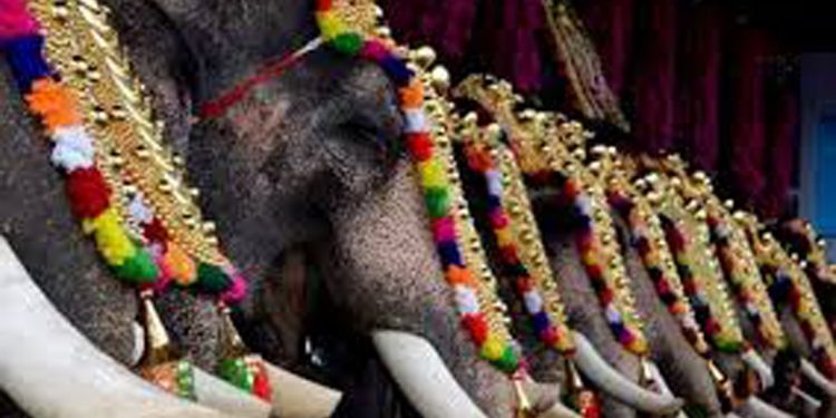 സംസ്ഥാനത്ത് ആന എഴുന്നള്ളിപ്പുമായി ബന്ധപ്പെട്ട് വിശദമായ മാര്ഗനിര്ദേശങ്ങൾ പുറത്തിറക്കിയ ഹൈക്കോടതി ഉത്തരവ് വിശദമായി പരിശോധിക്കാൻ വനം വകുപ്പ്