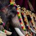 സംസ്ഥാനത്ത് ആന എഴുന്നള്ളിപ്പുമായി ബന്ധപ്പെട്ട് വിശദമായ മാര്ഗനിര്ദേശങ്ങൾ പുറത്തിറക്കിയ ഹൈക്കോടതി ഉത്തരവ് വിശദമായി പരിശോധിക്കാൻ വനം വകുപ്പ്