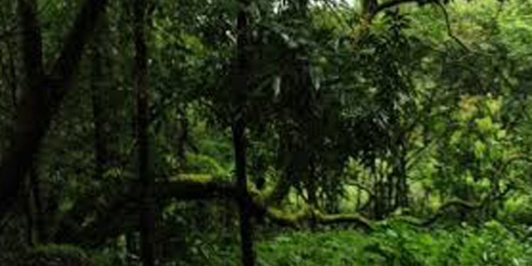 വനവുമായി ബന്ധപ്പെട്ട കുറ്റക്യത്യങ്ങൾക്കുളള പിഴ പത്തിരട്ടി വരെ കൂട്ടാൻ നിയമനിർമാണം ഉടനുണ്ടാവും