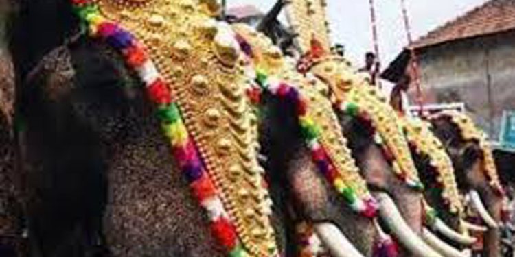 ആന എഴുന്നള്ളിപ്പില് കര്ശന നിയന്ത്രണങ്ങള്ക്ക് ശുപാര്ശ ചെയ്ത് അമിക്കസ് ക്യൂറി റിപ്പോര്ട്ട്