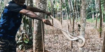 കുറവിലങ്ങാട് ചിതല്‍ പുറ്റിനുള്ളില്‍ നിന്നും രണ്ടു വലിയ മൂര്‍ഖന്‍ പാമ്പുകളെ പിടികൂടി