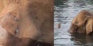 അതിരപ്പിള്ളിയില്‍ മസ്തകത്തിന് പരിക്കേറ്റ ആനയെ മയക്കുവെടി വെക്കും