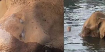 അതിരപ്പിള്ളി വനമേഖലയില്‍ മസ്തകത്തിന് പരിക്കേറ്റ നിലയില്‍ കണ്ടെത്തിയ കാട്ടാനയെ ഇന്ന് വിദഗ്ധസംഘം പരിശോധിക്കും