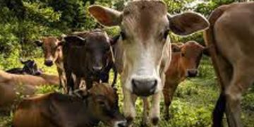 തൃശൂര്‍ ചൈനബസാറില്‍ വിഷപ്പുല്ല് കഴിച്ച് നാല് പശുക്കള്‍ ചത്തു