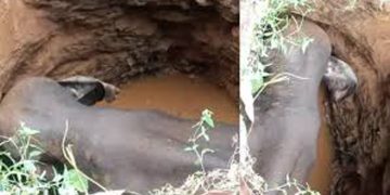 അരീക്കോട് കൂരംകല്ലില്‍ കാട്ടാന കിണറ്റില്‍ വീണ സംഭവം ; രക്ഷാപ്രവർത്തനം വൈകിയതിന് വനംവകുപ്പ് കേസെടുത്തു