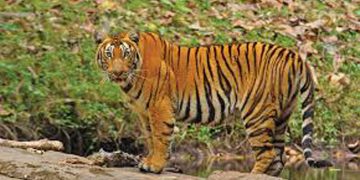 അമരക്കുനിയിലിറങ്ങിയ കടുവ വീണ്ടും ആടിനെ കൊന്നു