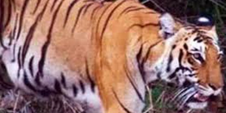 വയനാട്ടില്‍ വീണ്ടും കടുവ ആക്രമണം ;  സ്ത്രീ കൊല്ലപെട്ടു