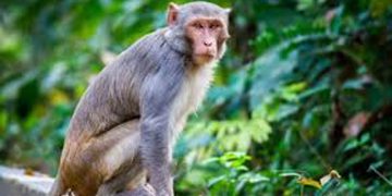 പത്താം ക്ലാസുകാരിയെ കുരങ്ങൻമാരുടെ സംഘം വീടിൻ്റെ മുകളിൽ നിന്ന് തള്ളിയിട്ടു ;  പെൺകുട്ടിക്ക് ദാരുണാന്ത്യം