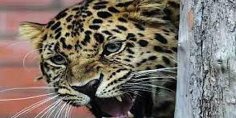 വയനാട്ടില്‍ വീണ്ടും വന്യജീവി ആക്രമണം ; പശുക്കിടാവിനെ പുലി കടിച്ചുകൊന്നു