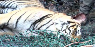 പഞ്ചാരക്കൊല്ലിയിലെ കടുവ ചത്തതിന് കാരണം കഴുത്തിലേറ്റ മുറിവെന്ന് വനംവകുപ്പ്