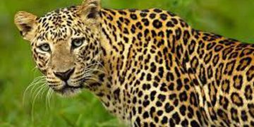 മൂന്നാറിൽ പുലിയുടെ സാന്നിധ്യം സ്ഥിരീകരിച്ചു