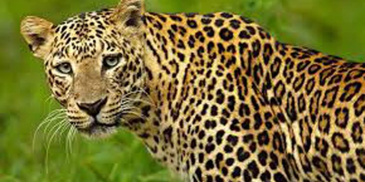 മൂന്നാറിൽ പുലിയുടെ സാന്നിധ്യം സ്ഥിരീകരിച്ചു